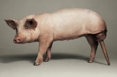 porkert grinders porker